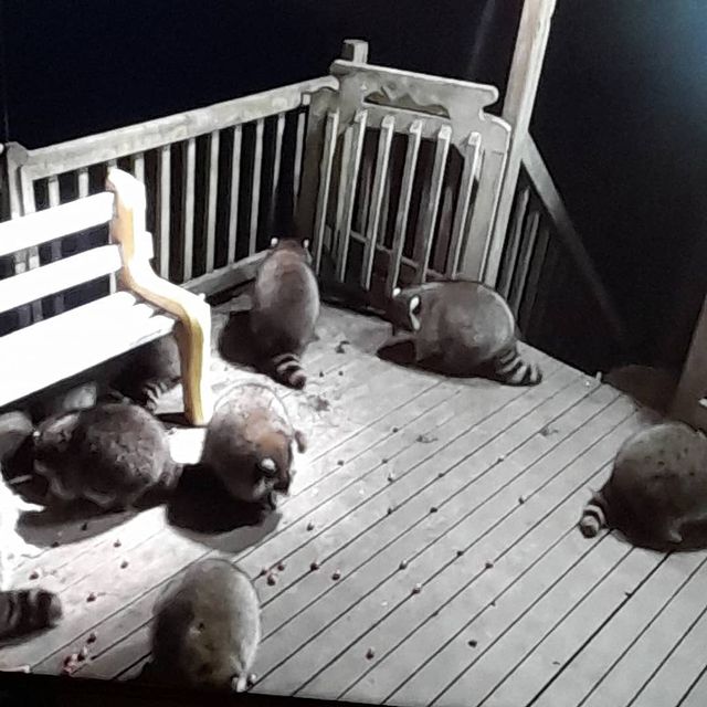 Mapaches comiendo en el pórtico de una casa