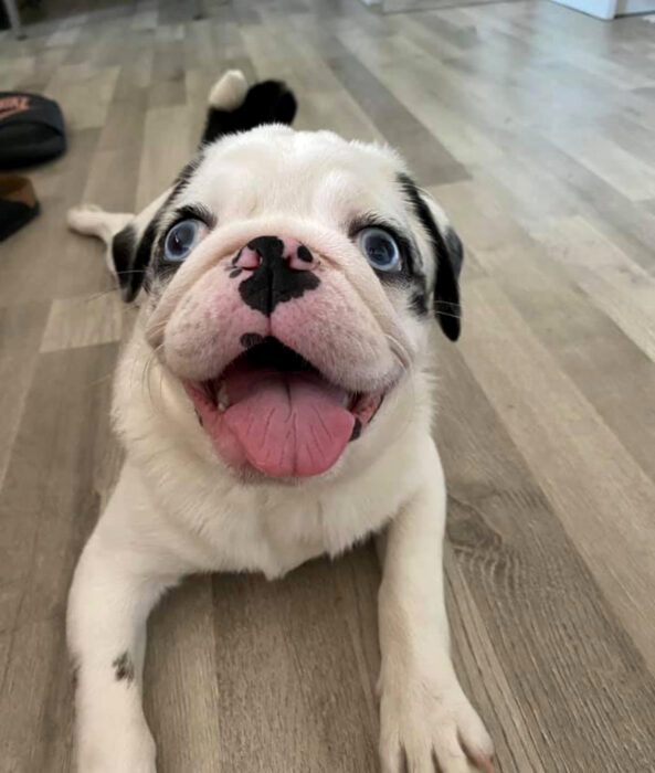 Perros sonriendo; cachorro cruce de bulldog francés y pug, de color blanco con manchas negras y ojos azul claro