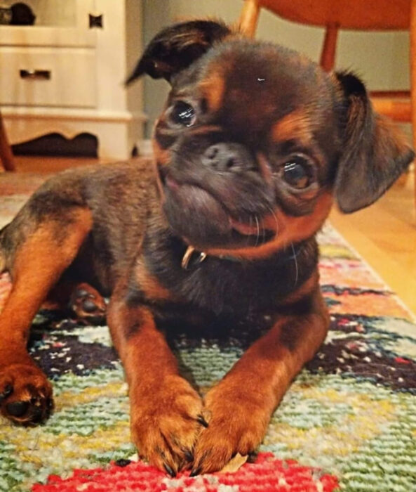 Perros sonriendo; cachorro cruce de pug y chihuahueño color café con negro