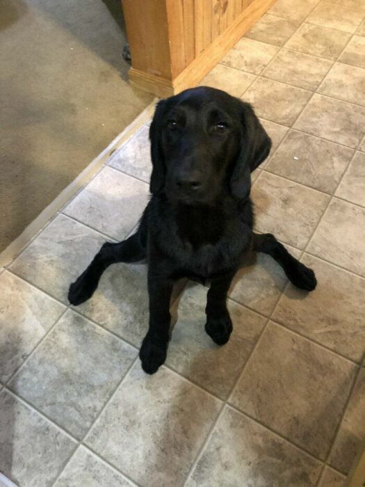 Perro golden retriever negro sentado con las patas abiertas extendidas