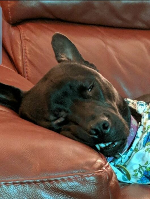 Perro pitbull recargado y dormido sobre sillón de cuero café haciendo una cara graciosa