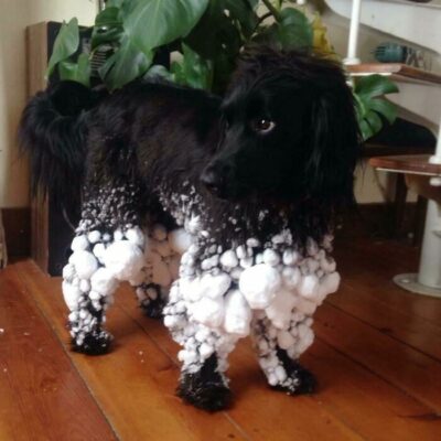 Perro negro de pelo largo con las patas llenas de bolas de nieve