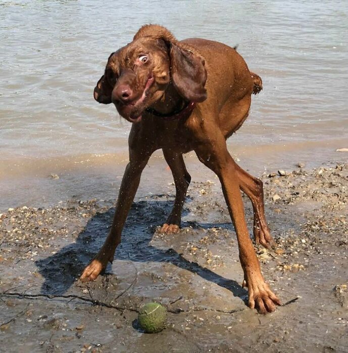 Perro café delgado sacudiéndose cerca de un lago