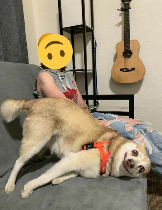 Perro blanco con beige apoyando la cabeza en un sillón gris mientras 'soríe'