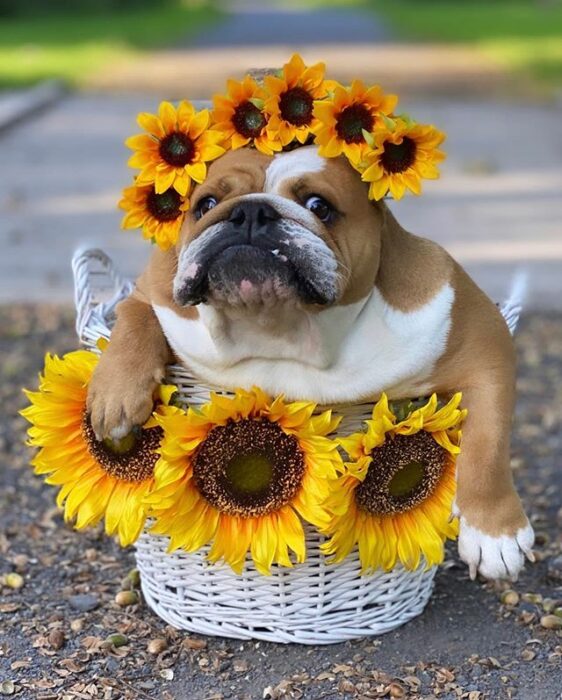 Perrito bulldog disfrazado con flores de girasol
