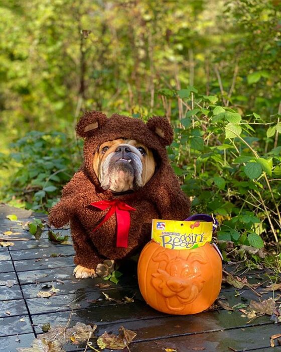 Perrito bulldog disfrazado de oso