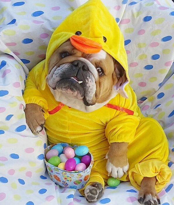 Perrito bulldog disfrazado de pato y comiendo caramelos
