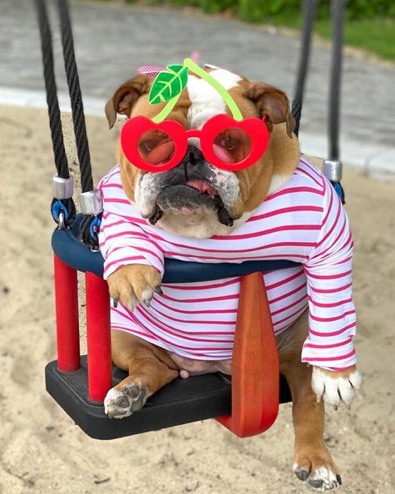 Perrito bulldog paseando en un columpio 