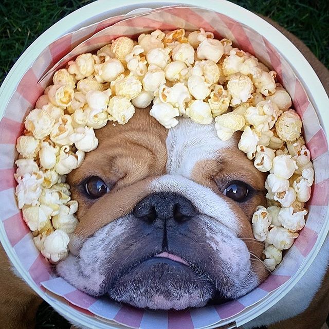 Perrito bulldog oculto en un bote de palomitas
