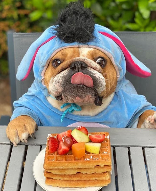 Perrito bulldog comiendo waffles