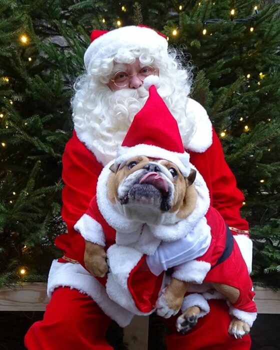 Perrito bulldog disfrazado de Santa Claus