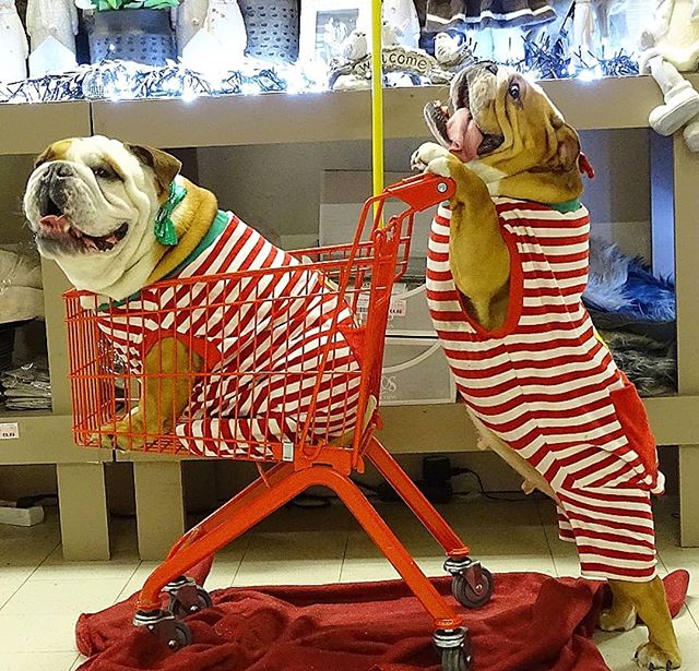 Perritos bulldog haciendo las compras