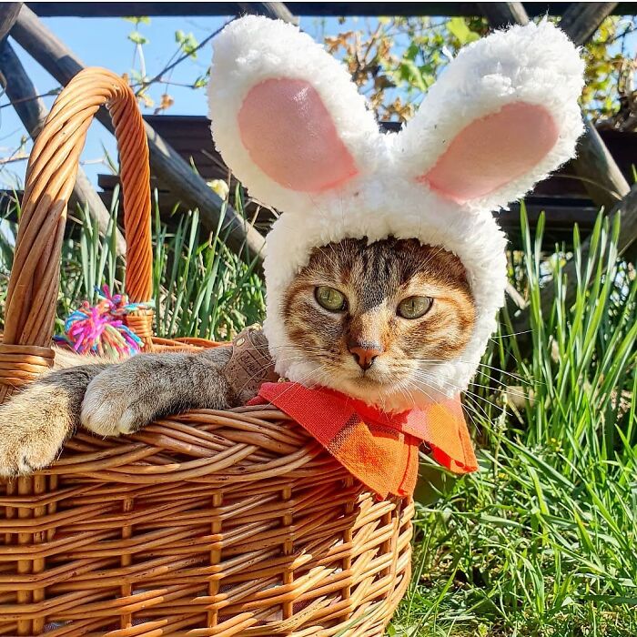 Gatos café con ojos verdes con gorro de conejo y moño grande naranja dentro de una canasta de pascua