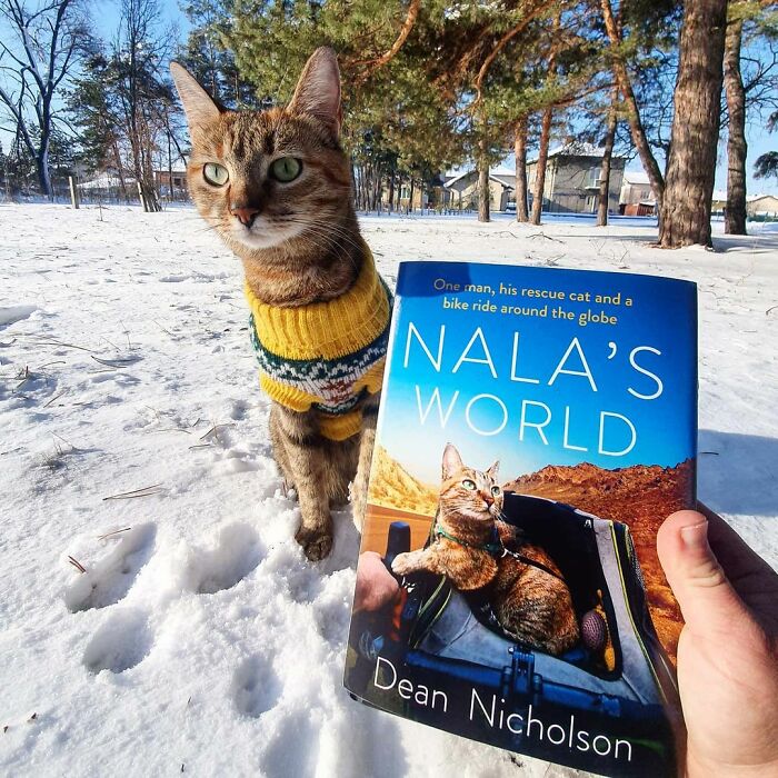 Mano de hombre sostiene un libro mientras un gato café con suéter amarillo está sentado atrás en la nieve
