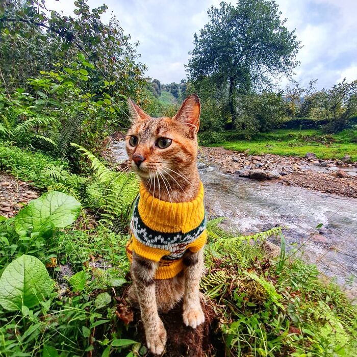 Gato café con rayas negras usando un suéter amarillo mientras está sentado en el pasto junto a un río