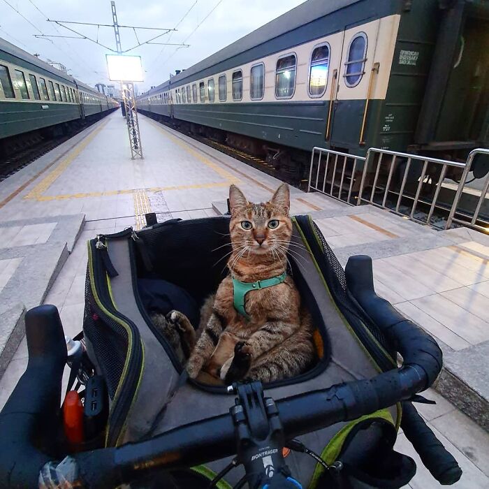 Gato café con rayas negras sentado dentro de una maleta de ruedas en la estación de un metro