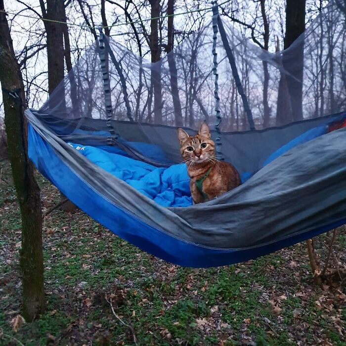 Gato café rayas negras arriba de una hamaca azul amarrada entre dos árboles