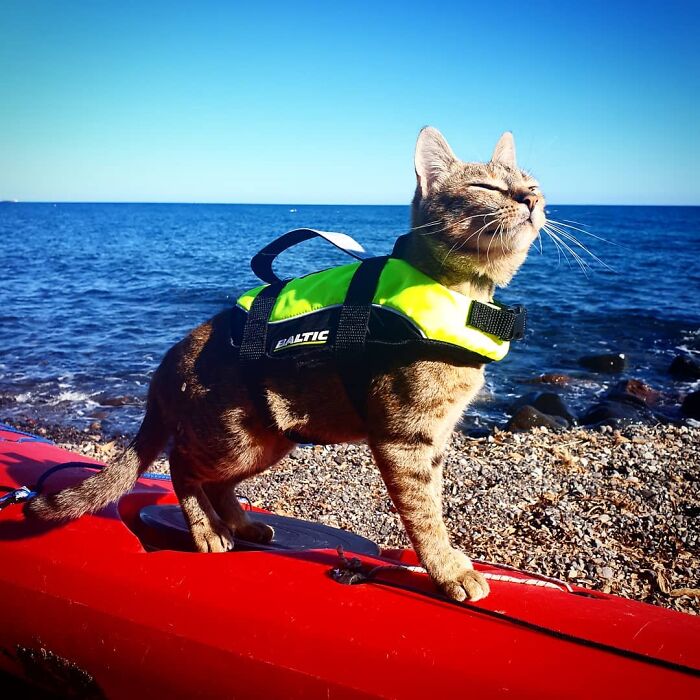 Gatito café con rayas negras con chalequito salvavidas verde fosforescente arriba de una tabla roja para surfear con el mar de fondo