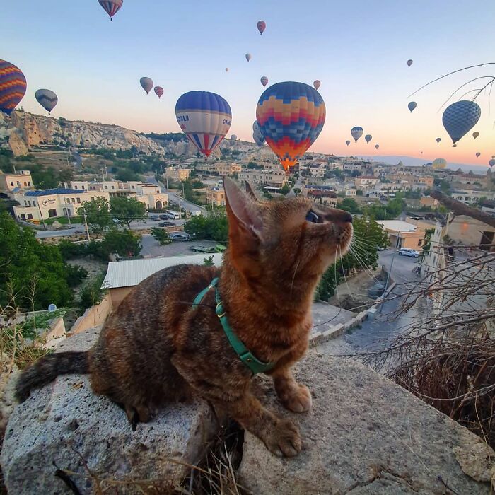 Gato café con rayas negras acostado en una piedra mirando hacia arriba con globos aerostáticos de fondo