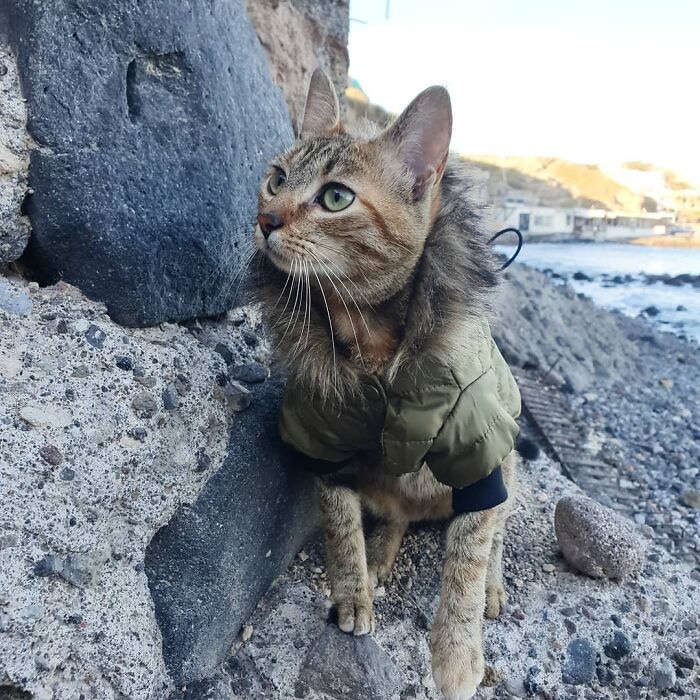 Gato café, de rayas negras con ojos negros usa chamarrita verde con cuello de peluche mientras está sentado en superficie de piedras