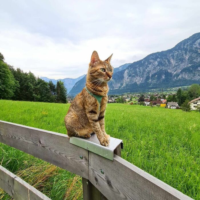 Gato café con rayas negras sentado en una valla de madera con un campo verde de fondo y montañas