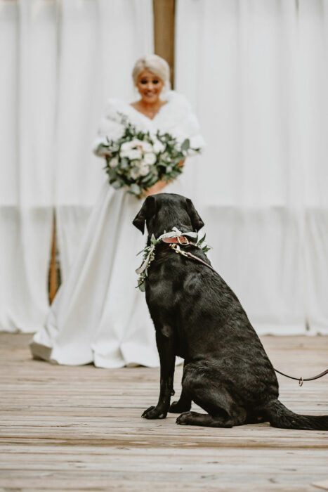 Perrito Labrado de color negro viendo a su dueña vestida de novia