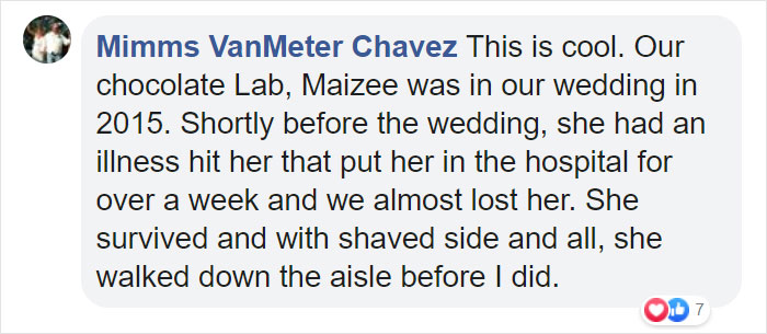 Comentarios en facebook sobre perrito que participó en una sesión de boda con su dueña