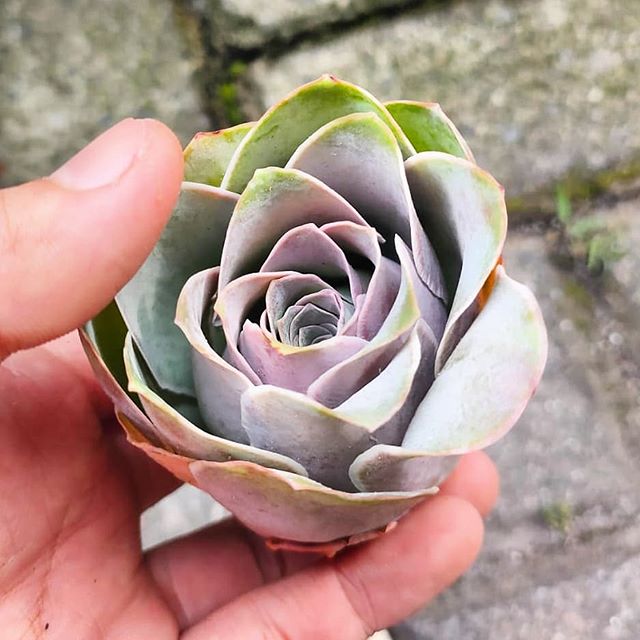 Mano sosteniendo una greenovia dodrentalis verde con interior rosado