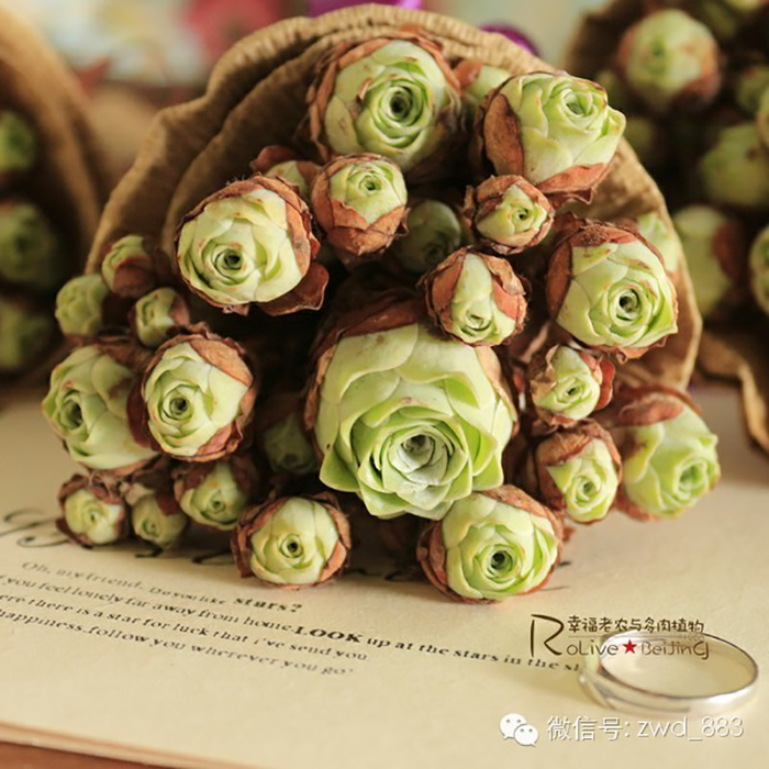 Ramos de novia con Greenovia dodrentalis verdes