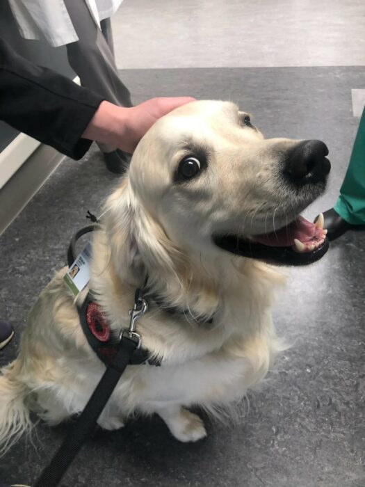 Shiloh, el perro de terapia, con su gafete de empleado
