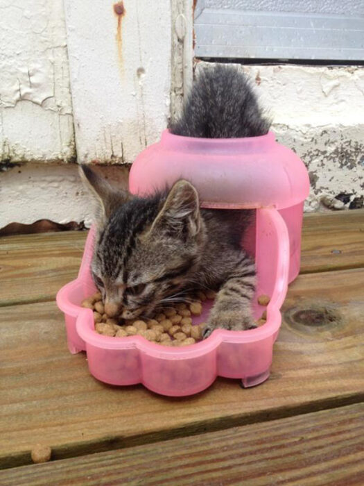Gatito café con negro comiendo croquetas de forma inusual en un recipiente rosa de plástico