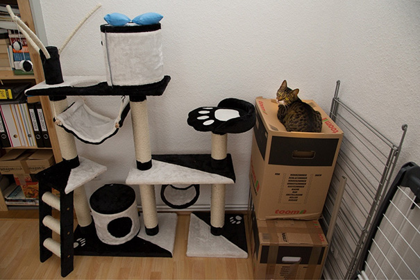 Gato café con manchas negras acostado en una caja grande de cartón al lado de una estructura para gatos blanca y negra