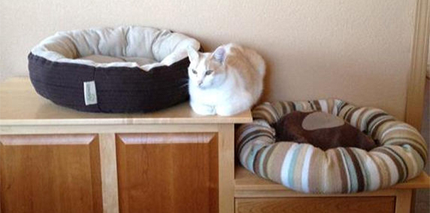 Gato blanco acostado en un mueble de madera entre dos camas para gatos