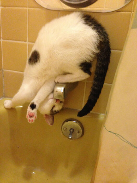 Gato blanco con manchas negras tomando agua de la bañera en una posición extraña