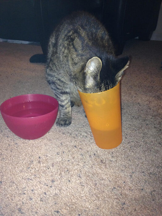Gato café con manchas negras tomando agua de un vaso de plástico color naranja, al lado un recipiente rosa de plástico