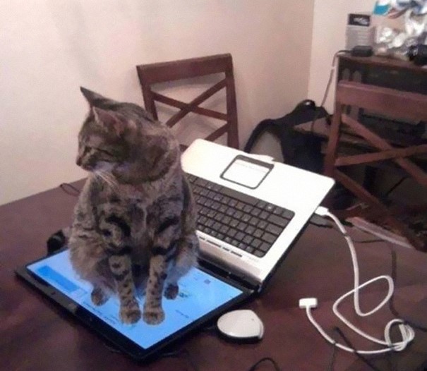 Gato café con manchas negras sentado encima de la pantalla de una laptop