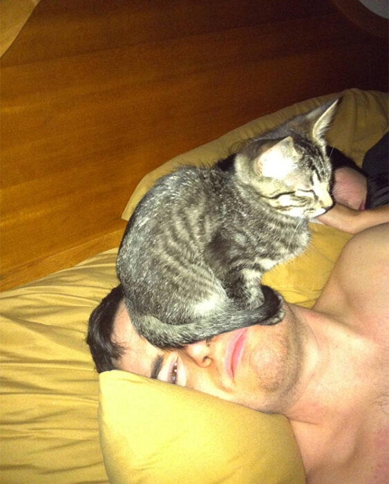 Gatito café con manchas negras sentado sobre la cara de su dueño