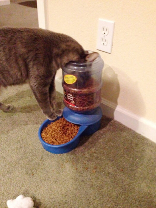 Gato café comiendo desde la parte superior de su recipiente azul de comida