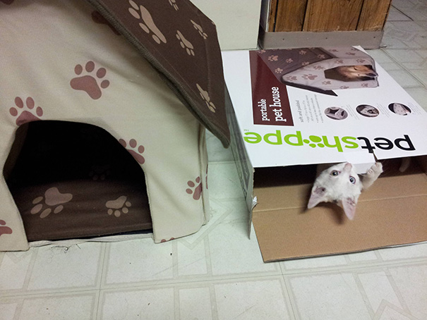 Gatito blanco asomándose desde una caja blanca, al lado una casita para gatos beige y café