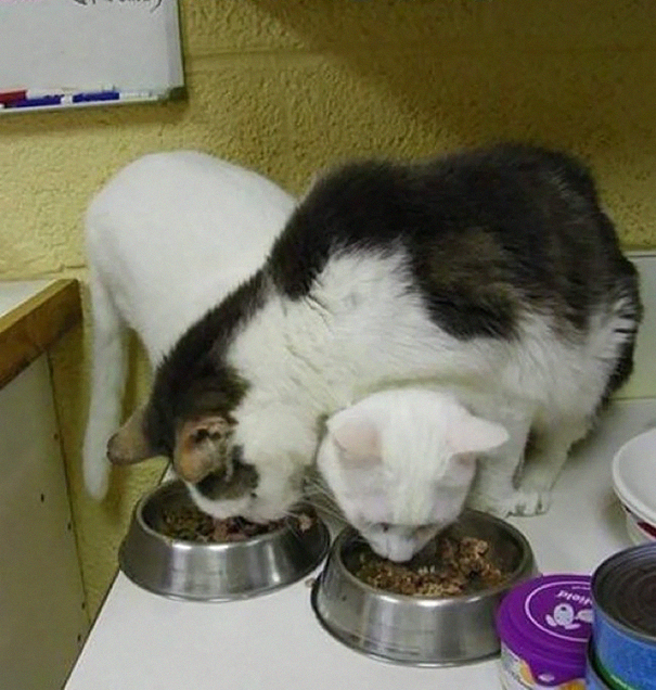 Gato blanco y gato blanco con lomo oscuro comiendo cruzando sus cabezas de sus recipientes metálicos