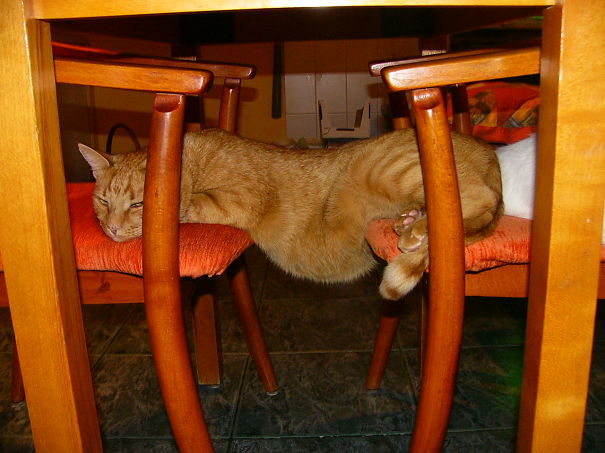 Gato naranja acostado entre dos sillas con la panza al aire