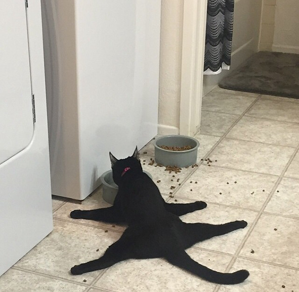 Gato negro comiendo con las cuatro patas extendidas en el suelo