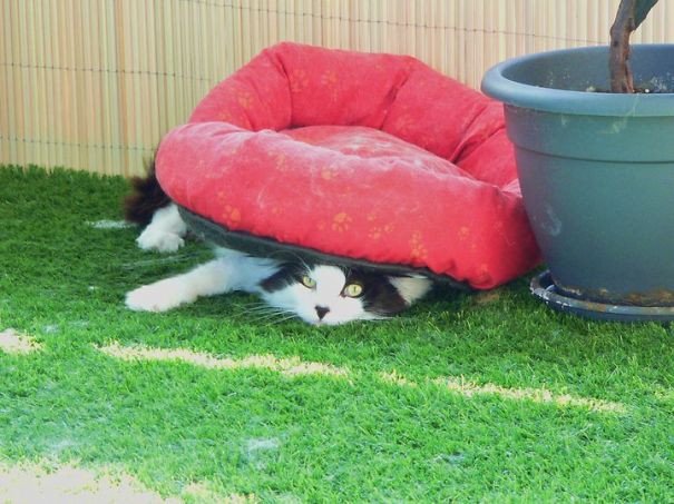 Gato negro con blanco acostado debajo de su cama roja en el jardín