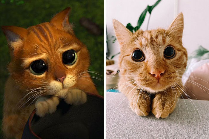 Poe Poe, gatito naranja imitando a un personaje animado; Minino imita a el gato con botas y derrite a internet con su ternura