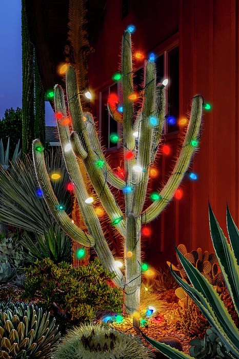 Cactus real adornado con luces navideñas de colores