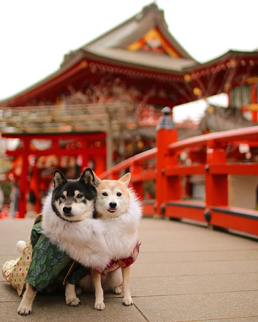 Perritos posando en un puente rojo de China; Estos hermanos perritos están envejeciendo y su dueño captura cada momento