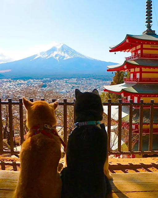 Perritos mirando el atardecer desde una terraza; Estos hermanos perritos están envejeciendo y su dueño captura cada momento