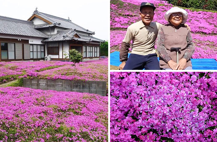 Hombre cultivando flores de lavanda mientras su esposa ciega está sentada en el pórtico de la casa