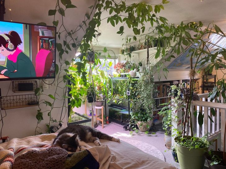 Habitación blanca con una cama, un gato descansando, plantas colgantes y macetas en el suelo