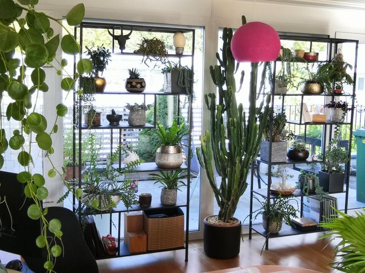 Estantes llenos de plantas en una habitación con paredes de cristal y un gran cactus en el medio